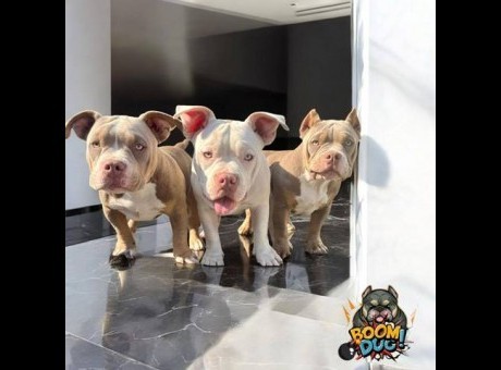 american bully 01.jpg